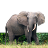 Overlap image