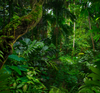 Amazon Rainforest
