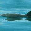 Vaquita Dolphin