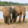 African Forest Elephant