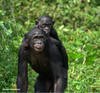 Bonobo