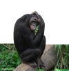 Overlap image