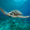 Green Sea Turtle