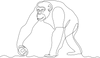 Bonobo