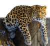 Amur Leopard