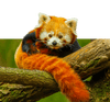 Red Panda