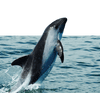 Vaquita Dolphin