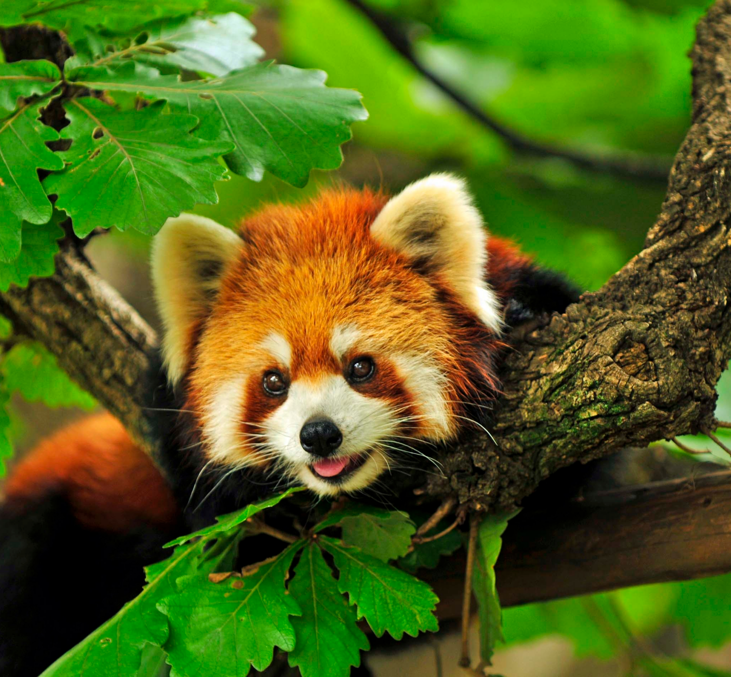 Red Panda Candle