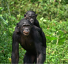 Bonobo