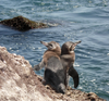 Galapagos Penguin