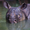 Javan Rhino