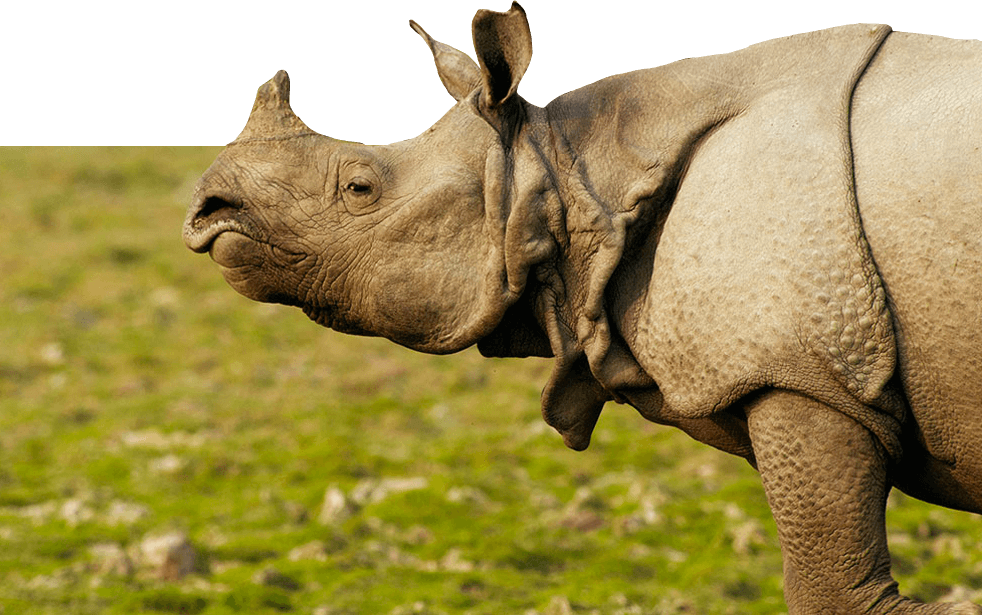 Javan Rhino, Fig & Tonka Bean Perfume - Sanctuary