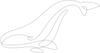 North Atlantic Right Whale