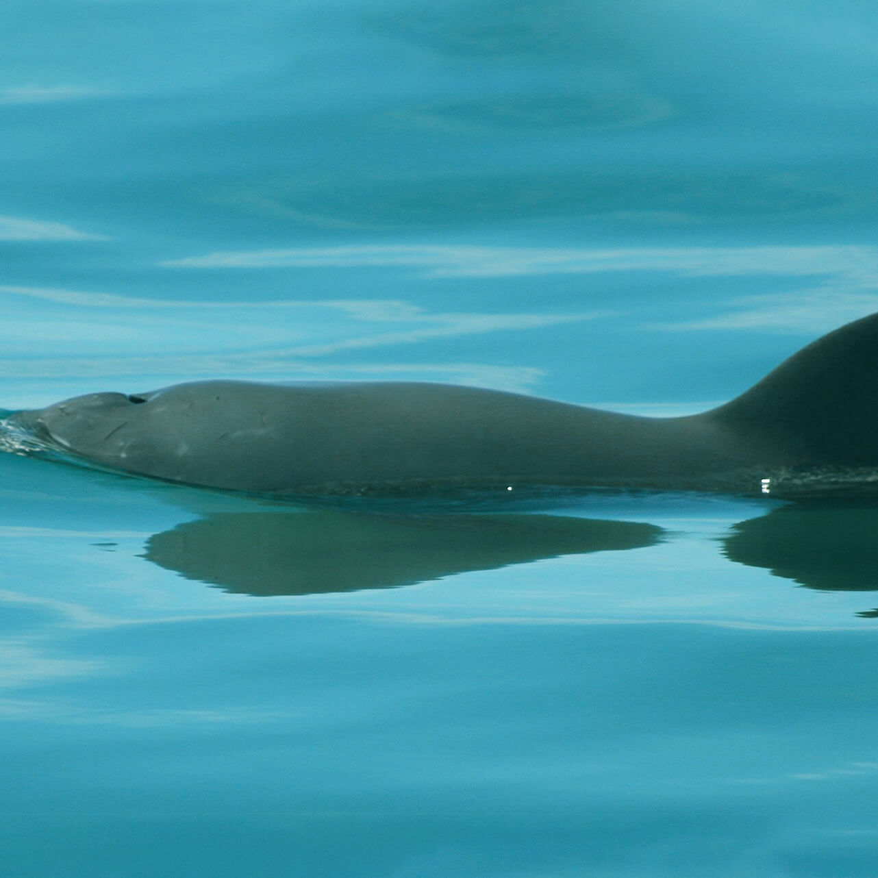 Vaquita Dolphin Candle