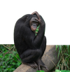 Overlap image