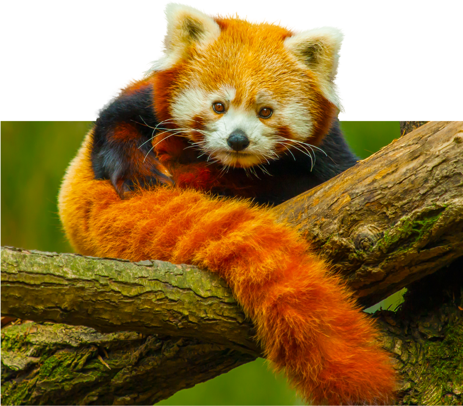 Red panda sanctuary perfume cheap