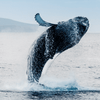 North Atlantic Right Whale Travel Spray