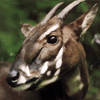 Saola Asian Unicorn